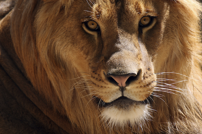 Experience African Lions in Botswana